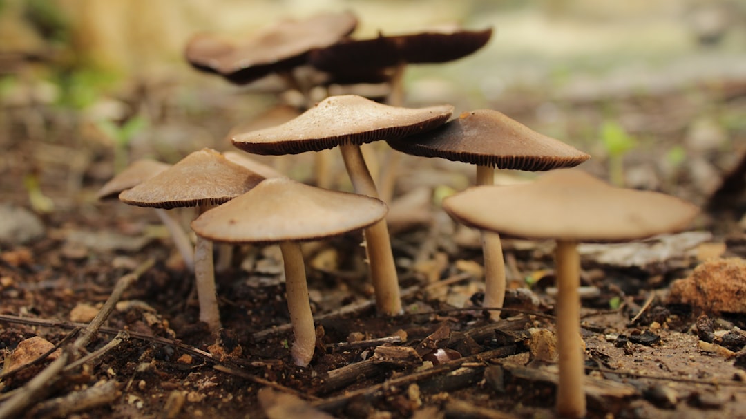 Schimmel in de kelder zorgt voor huis-tuin problemen