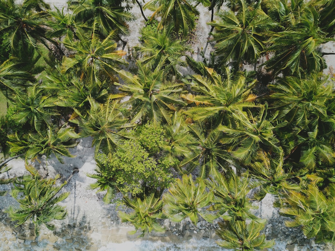 De groeikracht van de palmboom in jouw huis-tuin