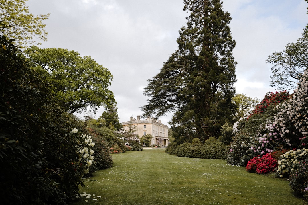 De bloeitijd van rhododendron in huis-tuin en wat je moet weten