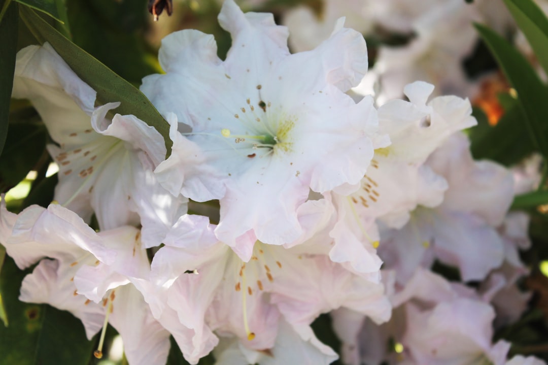 Alles over de bloeitijd van de rhododendron in huis en tuin