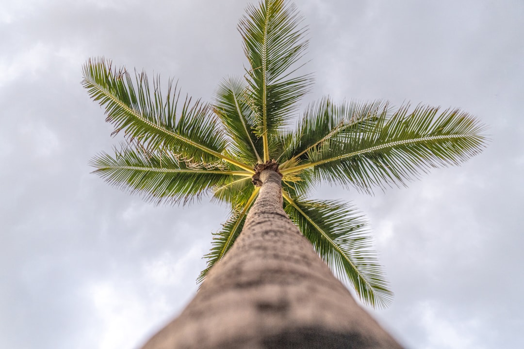 Palmboom snoeien in je huis-tuin: het juiste moment en tips voor een gezonde plant